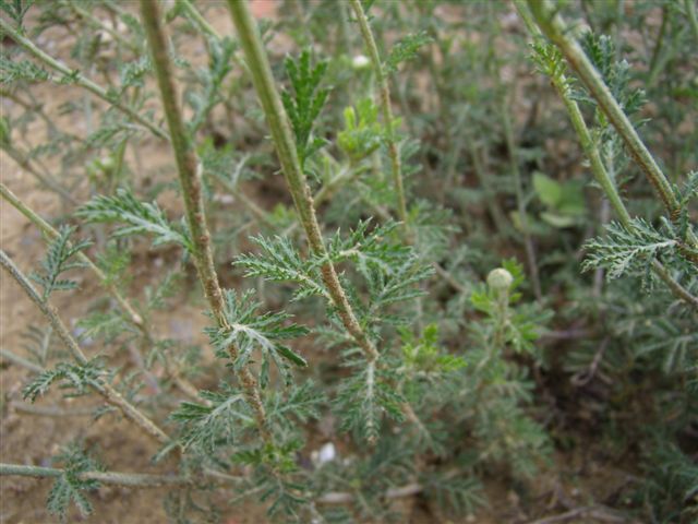 Cota tinctoria  / Camomilla per tintori